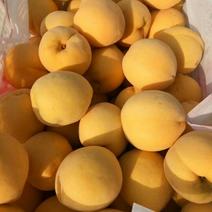 各种黄桃、红桃大量上市，质优价廉，产地直供