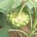 向日葵