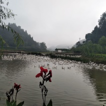 生态鹅
