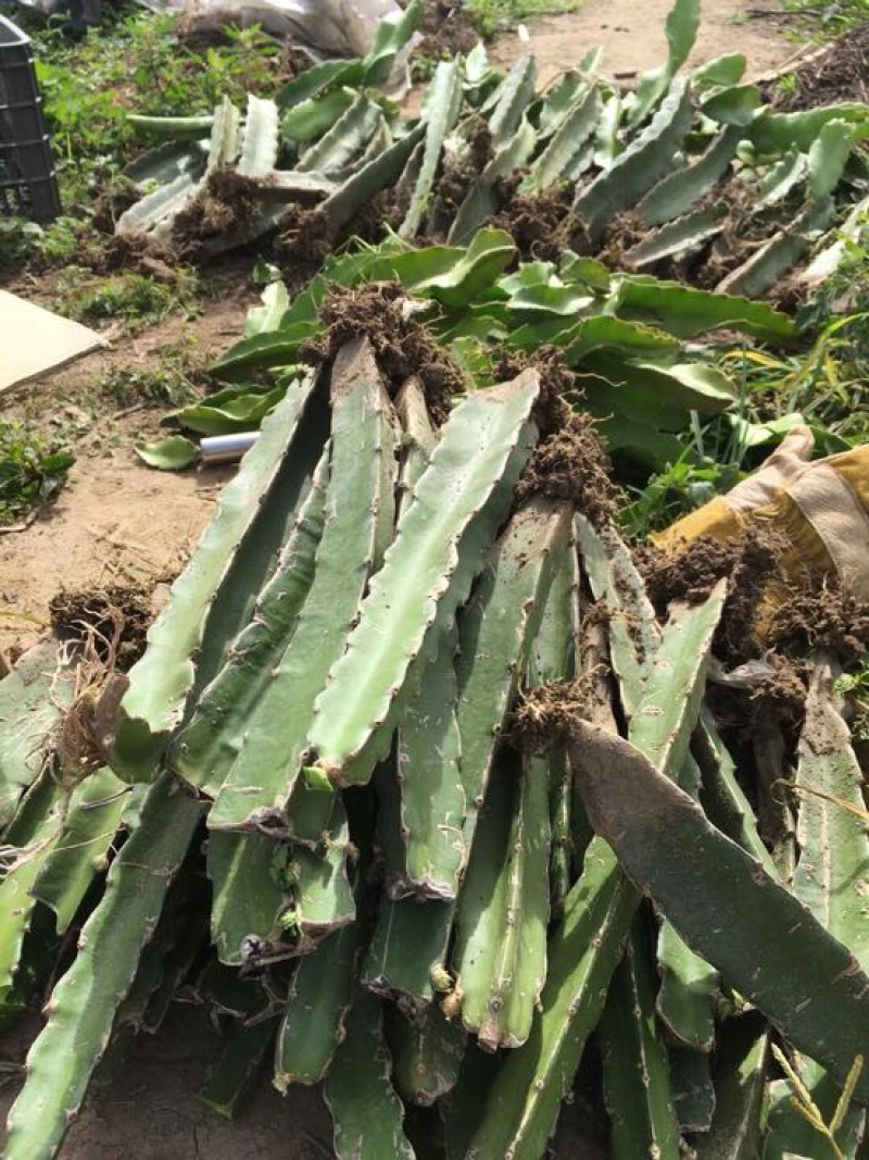 金都1号火龙果苗30~50cm成苗提供种植技术