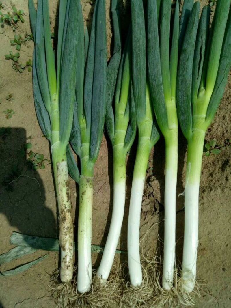 大葱