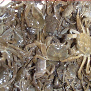 螃蟹食用雄蟹