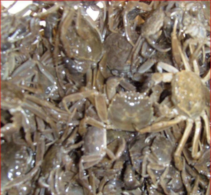 螃蟹食用雄蟹