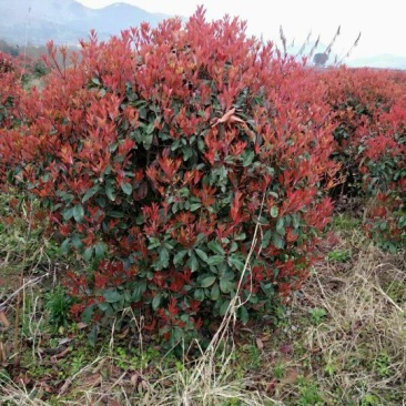 红叶石楠球