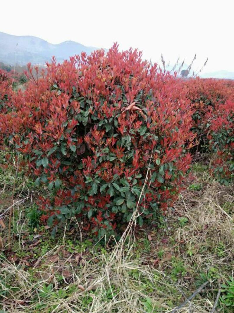 红叶石楠球
