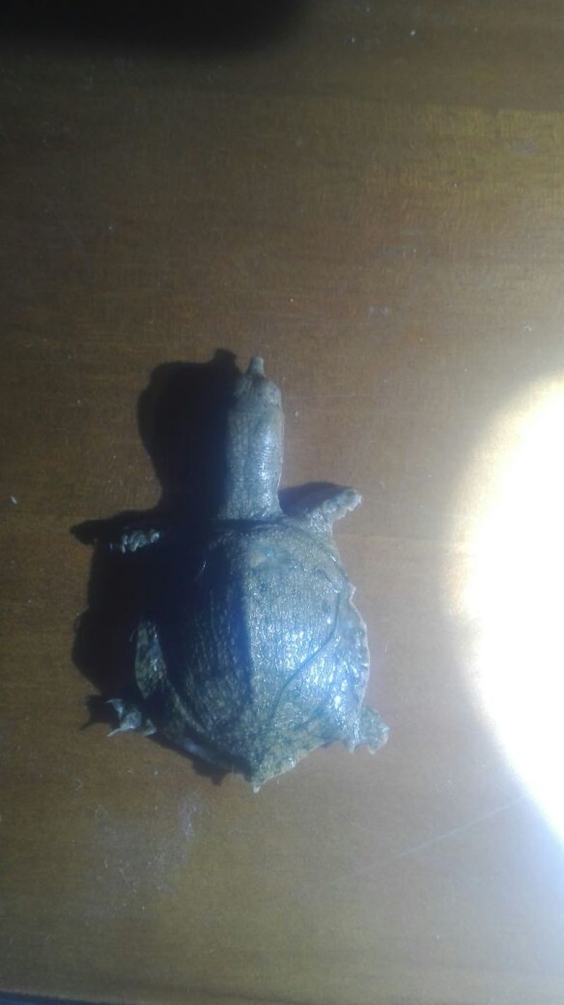 甲鱼苗，