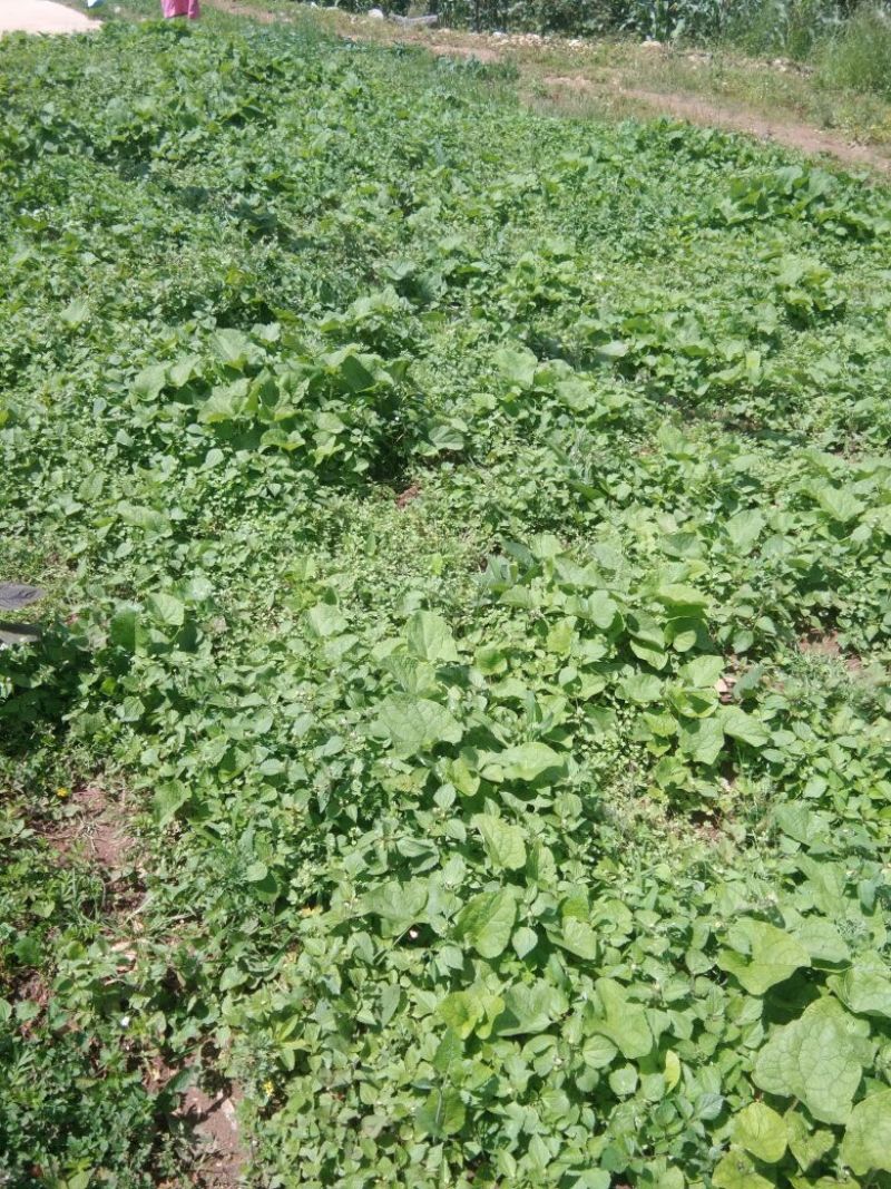 野生牛蒡根纯天然的药膳