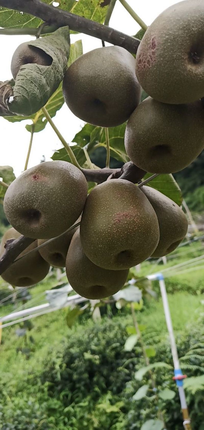 中国四川红心猕猴桃鲜嫩多汁