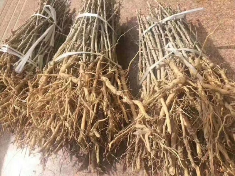 黑枸杞苗木枸杞树黑枸杞树南方北方种植3年苗木抗盐碱土地