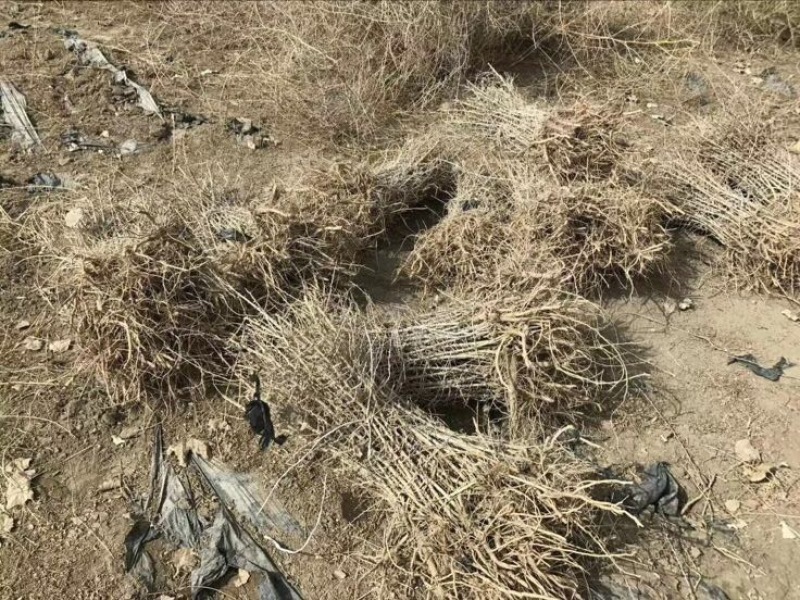 黑枸杞苗木枸杞树黑枸杞树南方北方种植3年苗木抗盐碱土地
