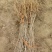黑枸杞苗木枸杞树黑枸杞树南方北方种植3年苗木抗盐碱土地