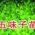 五味子苗