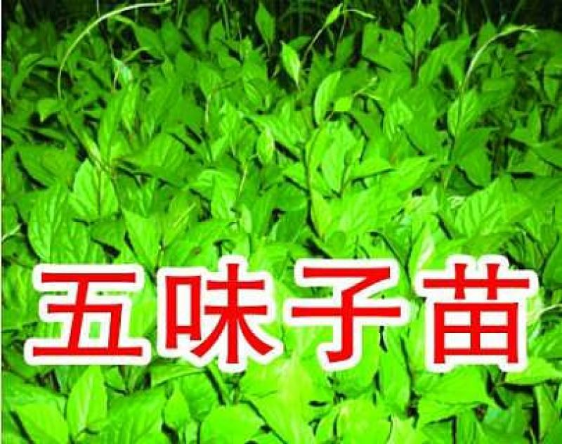 五味子苗