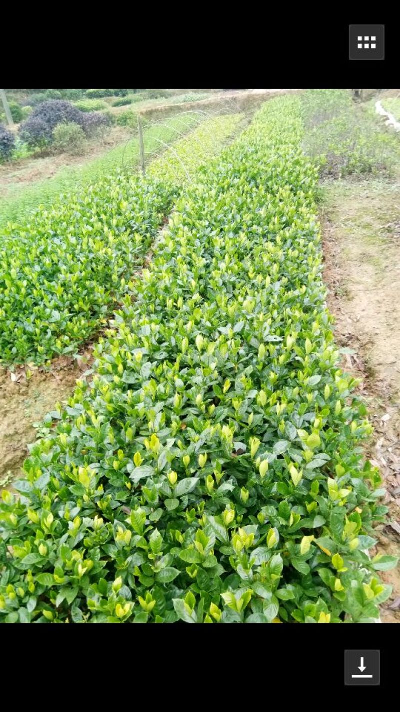 栀子花