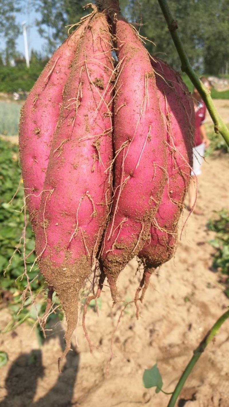 【推荐】精品红皮黄心红苕红薯产地大量上市直发欢迎合作