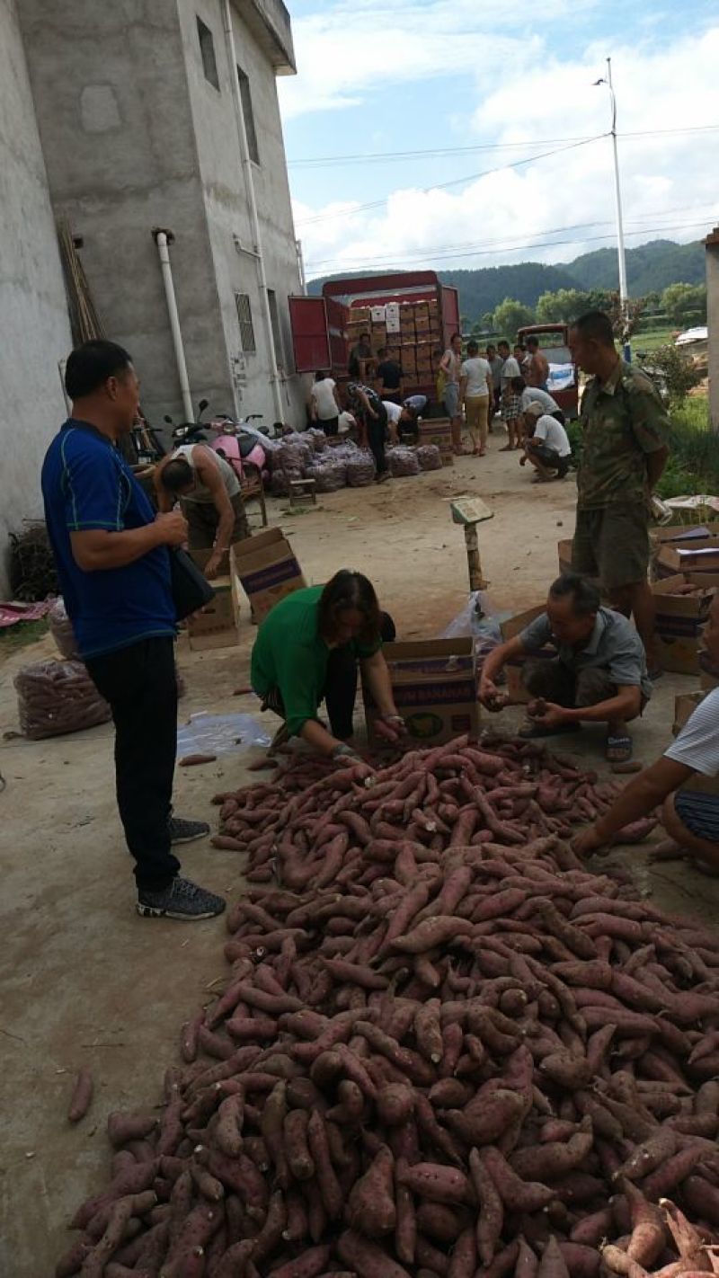 【推荐】精品红皮黄心红苕红薯产地大量上市直发欢迎合作