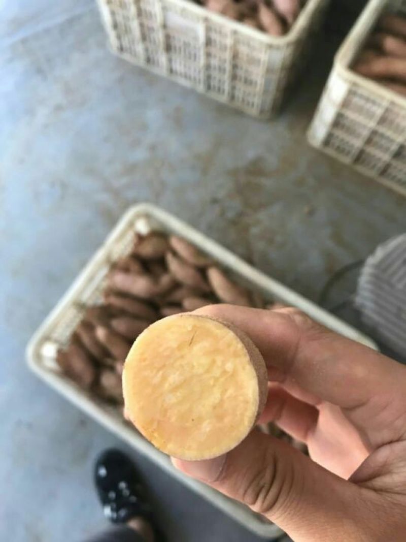 红薯