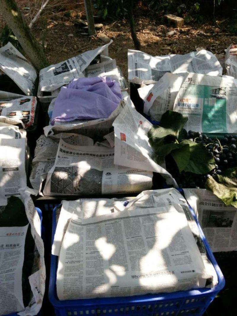 洪江市高山葡萄果面成串甜度甜，一条龙服务