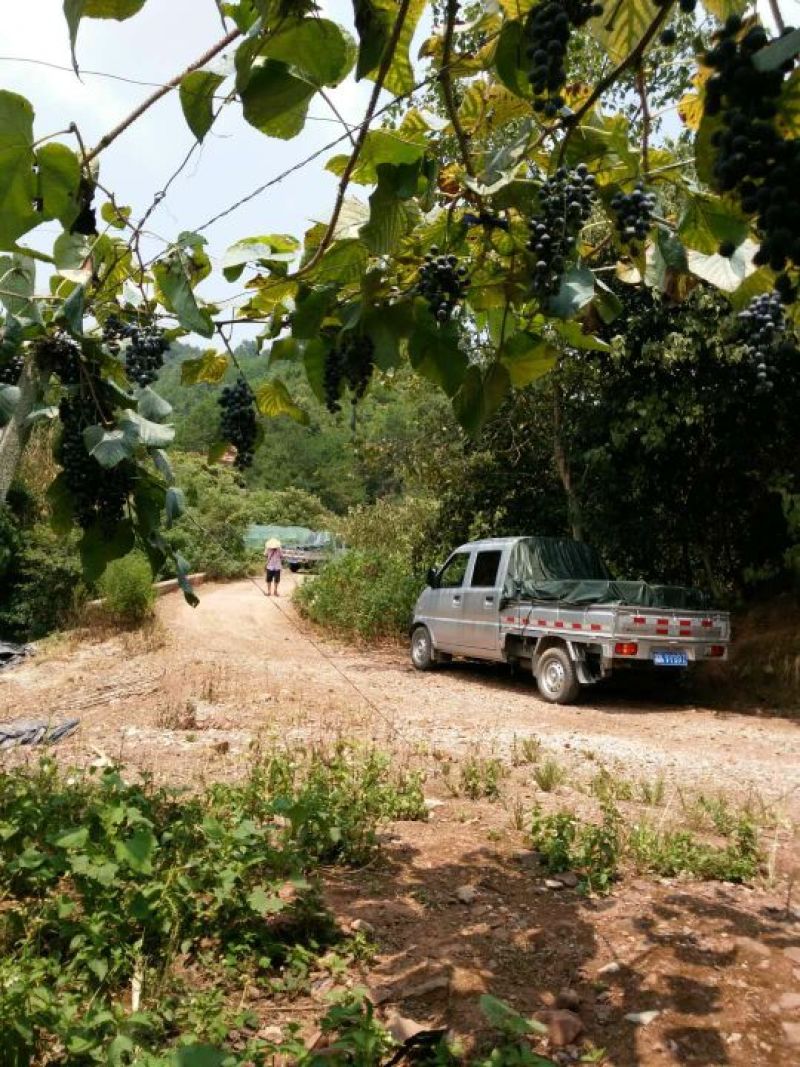 洪江市高山葡萄果面成串甜度甜，一条龙服务