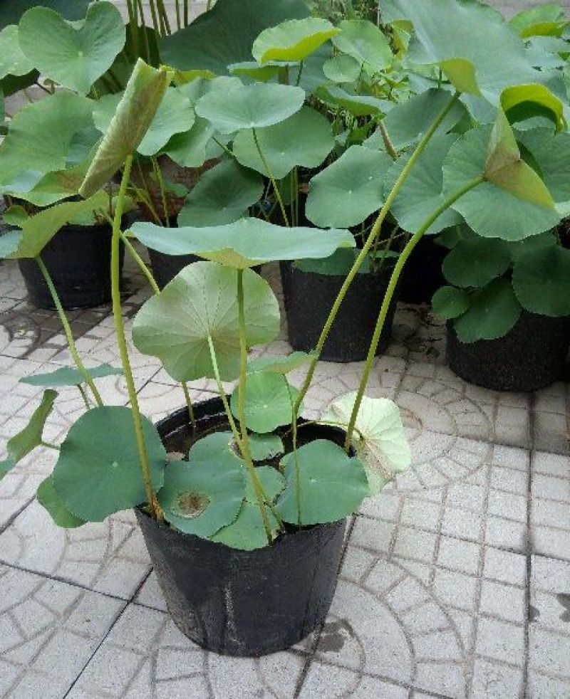 盆栽荷花，普通精品个种大小盆栽各种睡莲盆栽