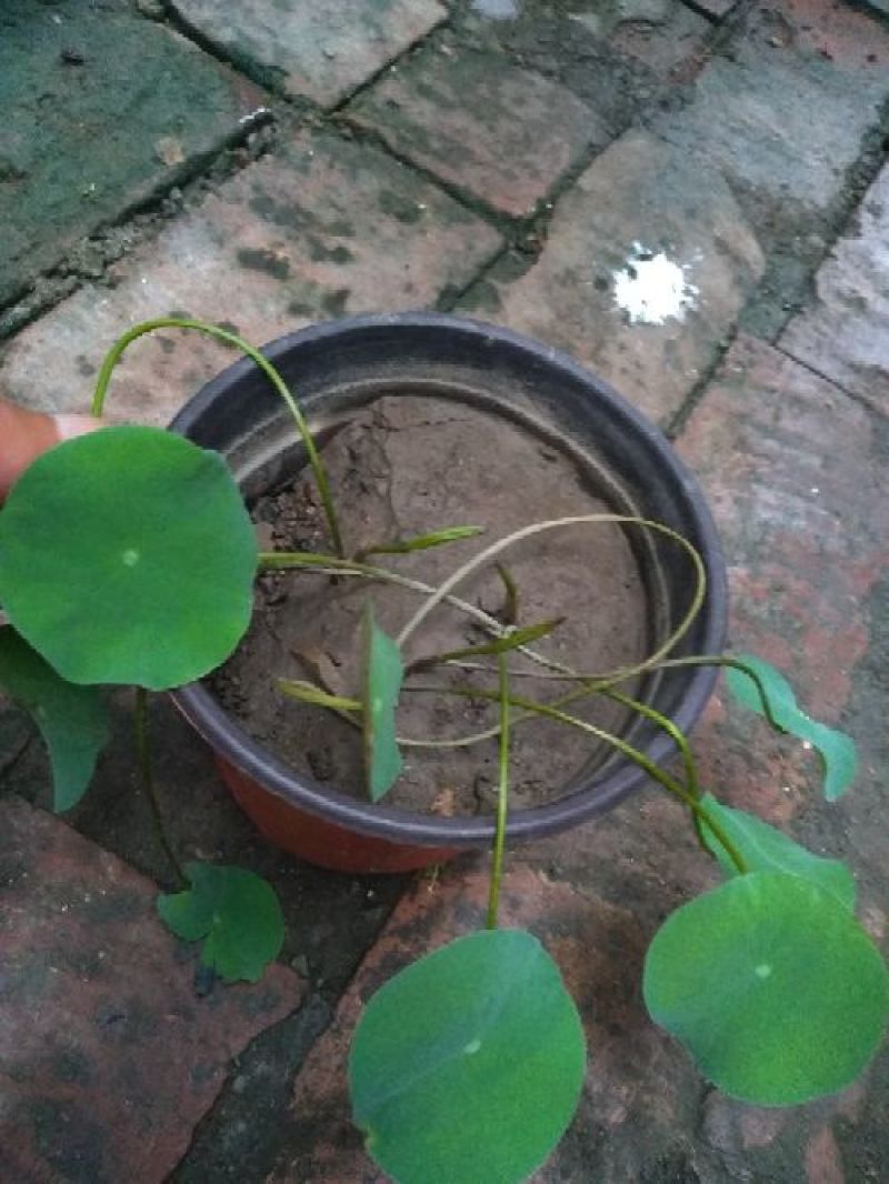 盆栽荷花，普通精品个种大小盆栽各种睡莲盆栽
