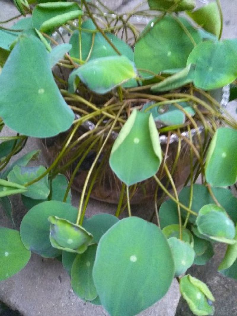 盆栽荷花，普通精品个种大小盆栽各种睡莲盆栽