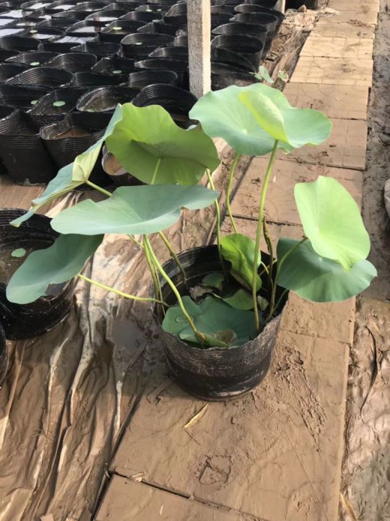 盆栽荷花，普通精品个种大小盆栽各种睡莲盆栽