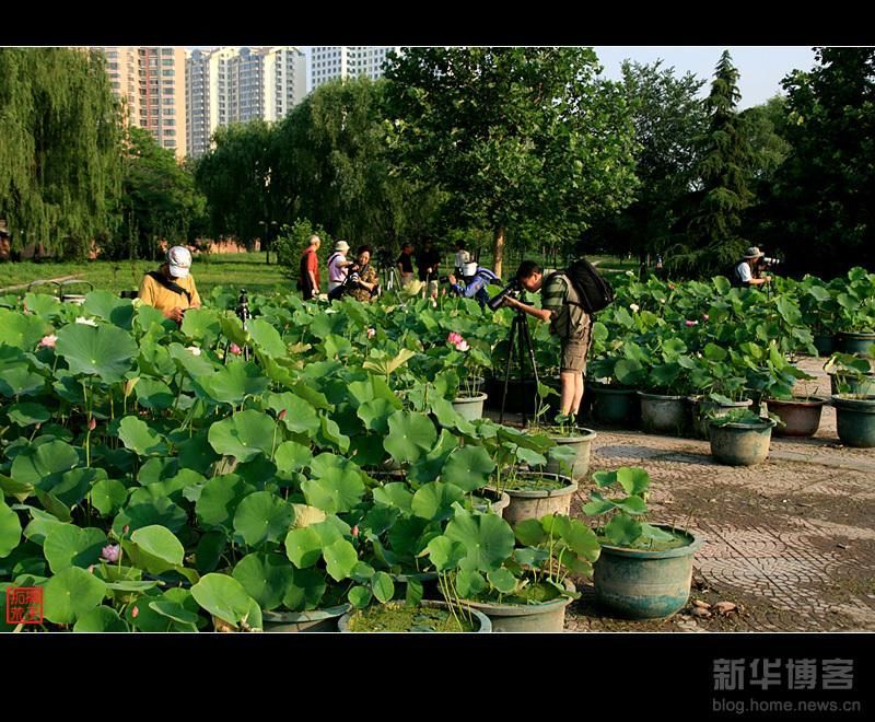 盆栽荷花，普通精品个种大小盆栽各种睡莲盆栽