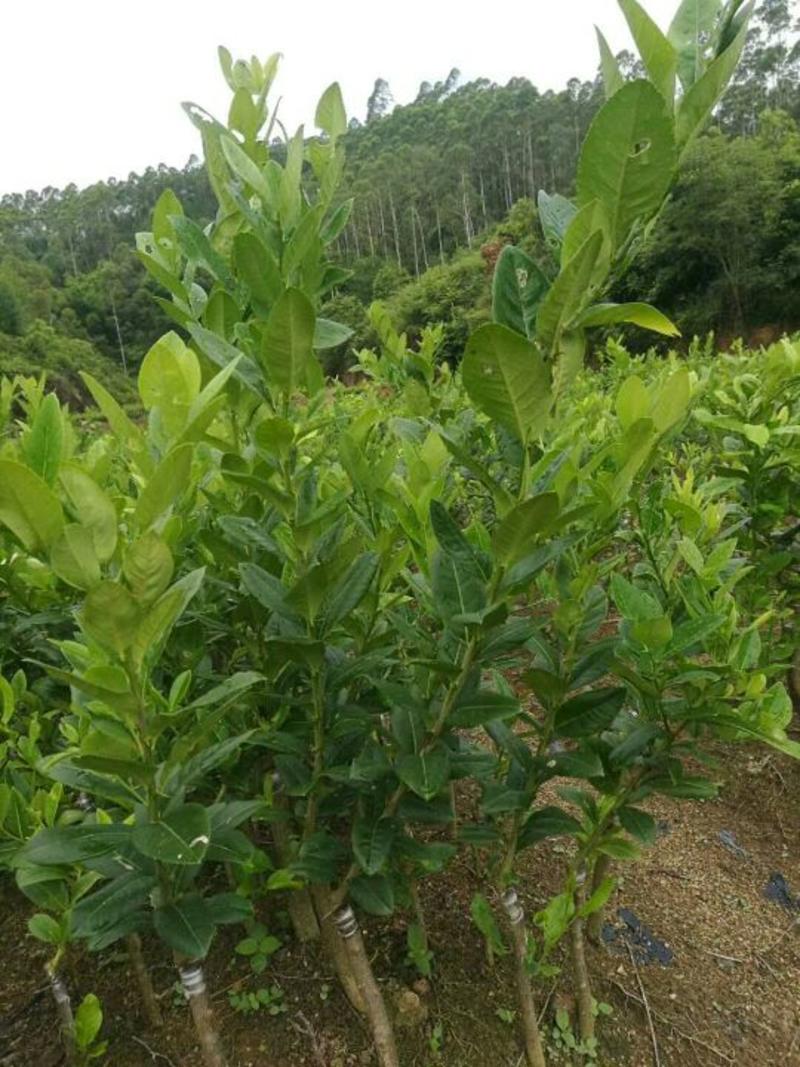 无籽青柠檬嫁接苗新品种盆栽庭院种植南北方可种植