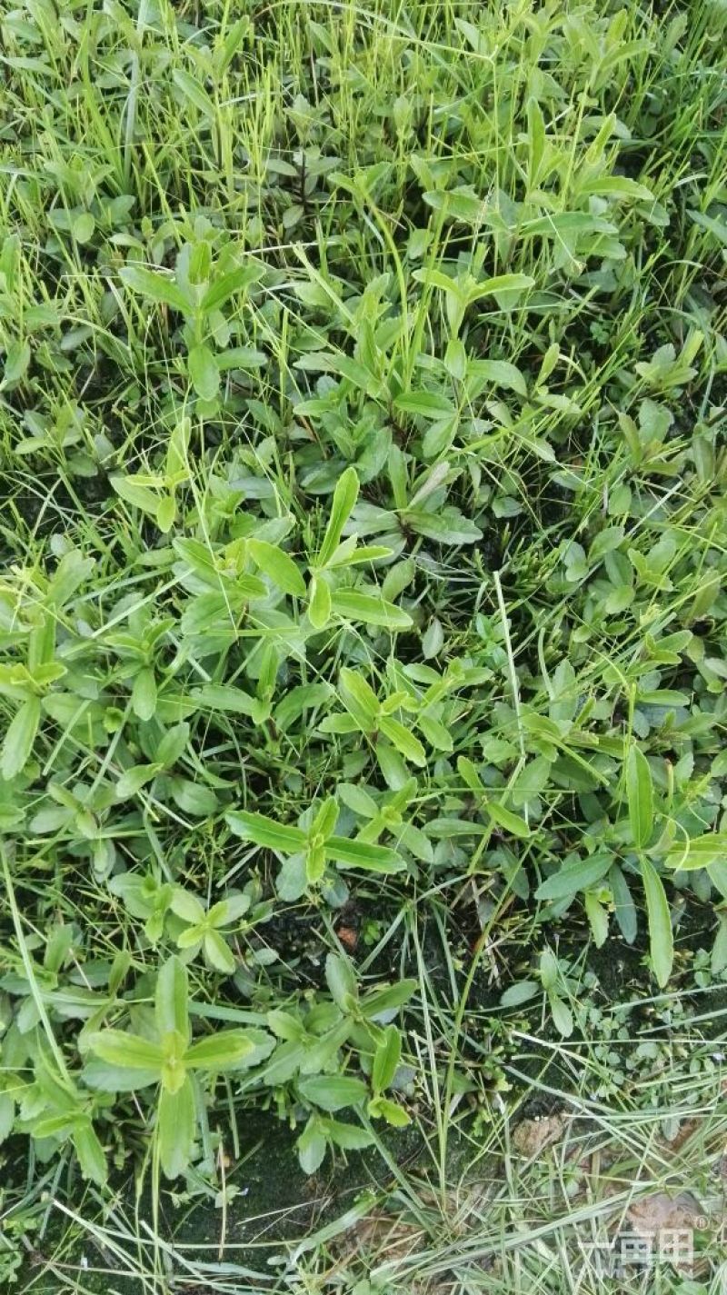 云南红根野蚕豆，种子