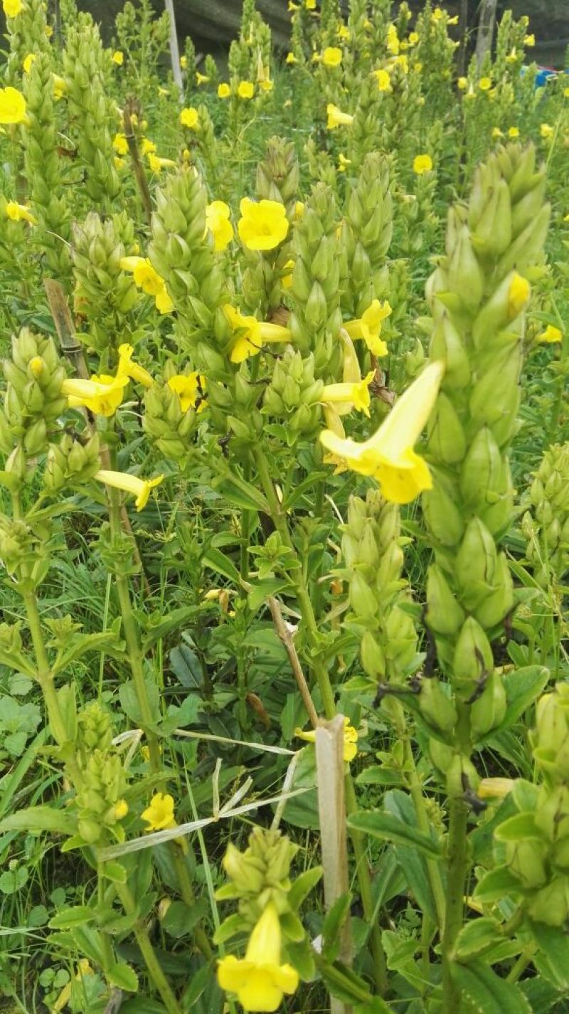 云南红根野蚕豆，种子