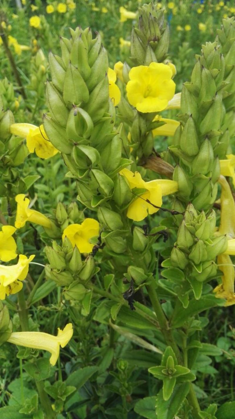 云南红根野蚕豆，种子