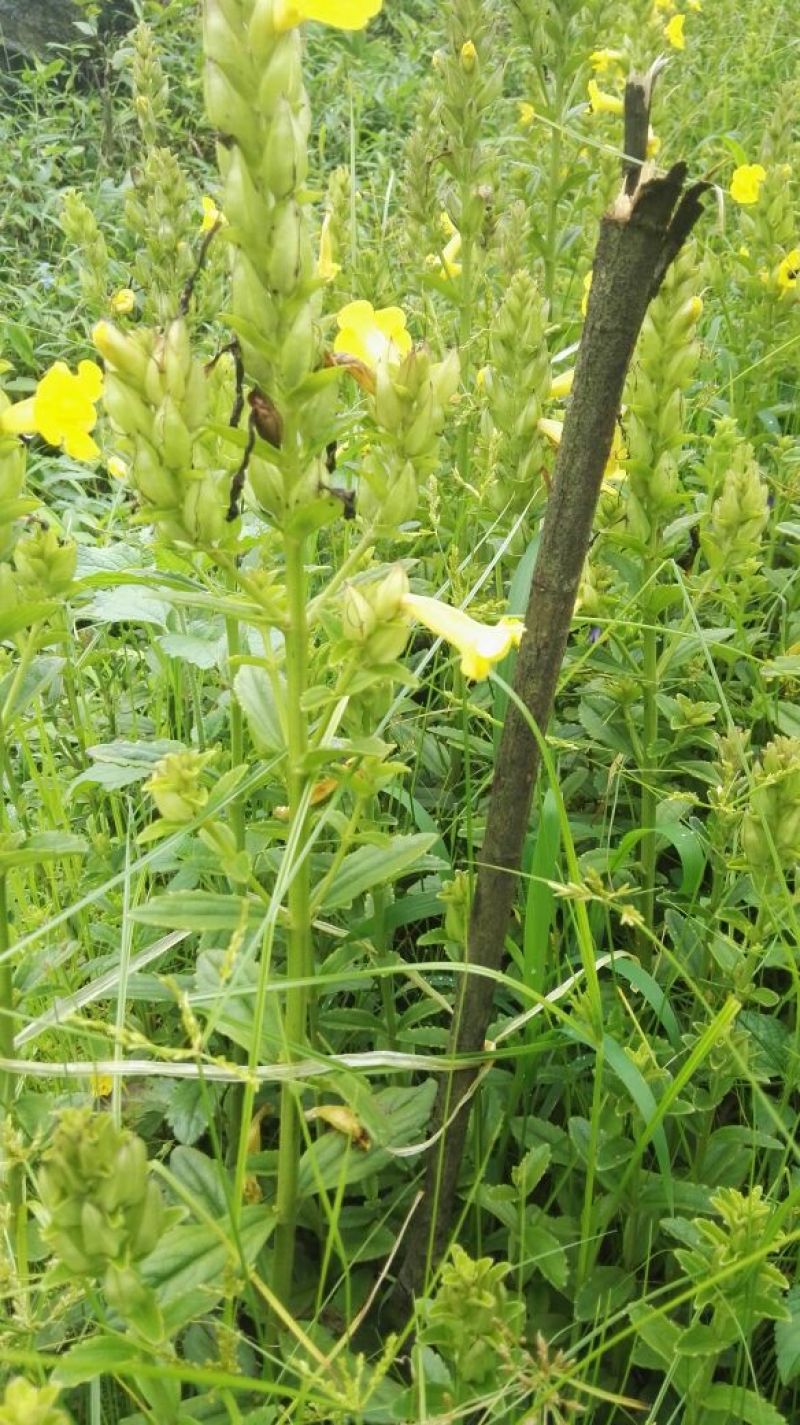 云南红根野蚕豆，种子