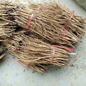 油用牡丹苗,基地直销,现要现挖,保证质量保证品种
