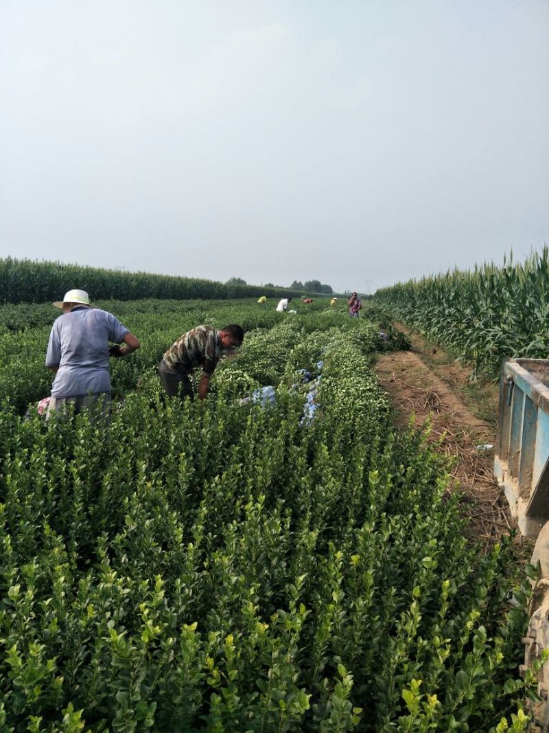 卫矛2cm以下4cm以下0.5~1米