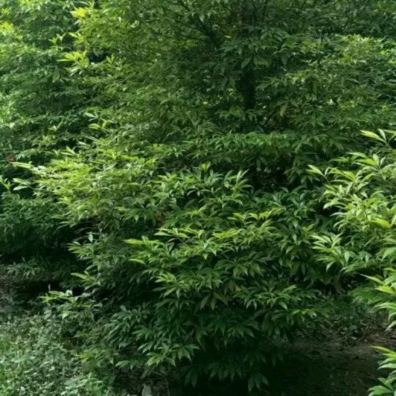 细叶桢楠精品，四川省成都市大量出售各种规格楨楠