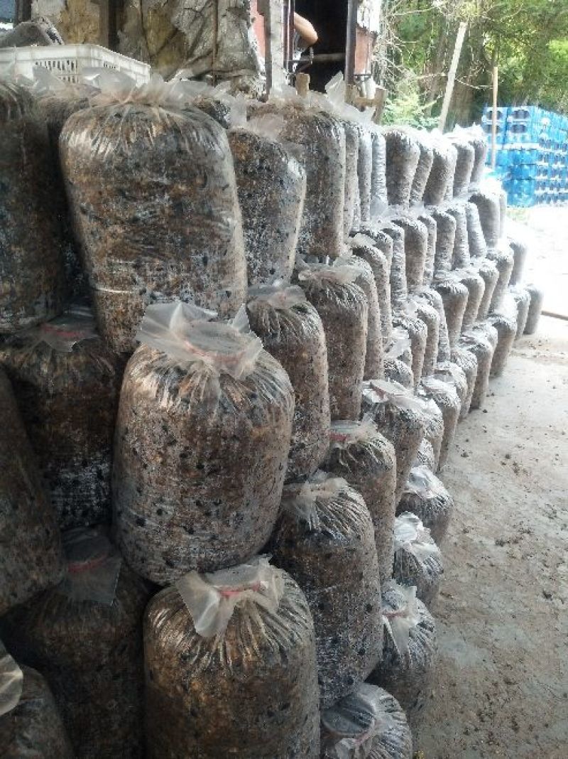 平菇菌棒根据客户需求生产