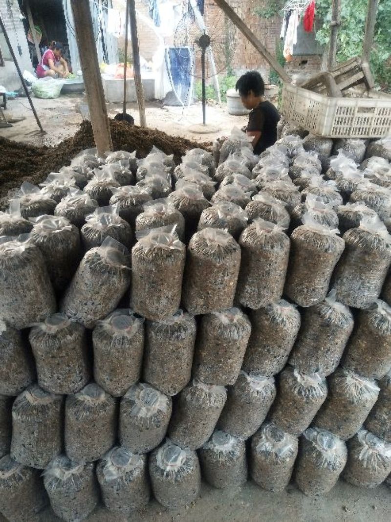 平菇菌棒根据客户需求生产