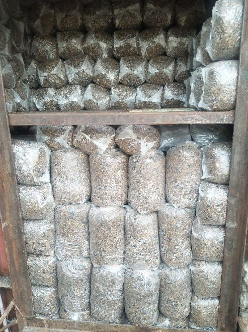 平菇菌棒根据客户需求生产