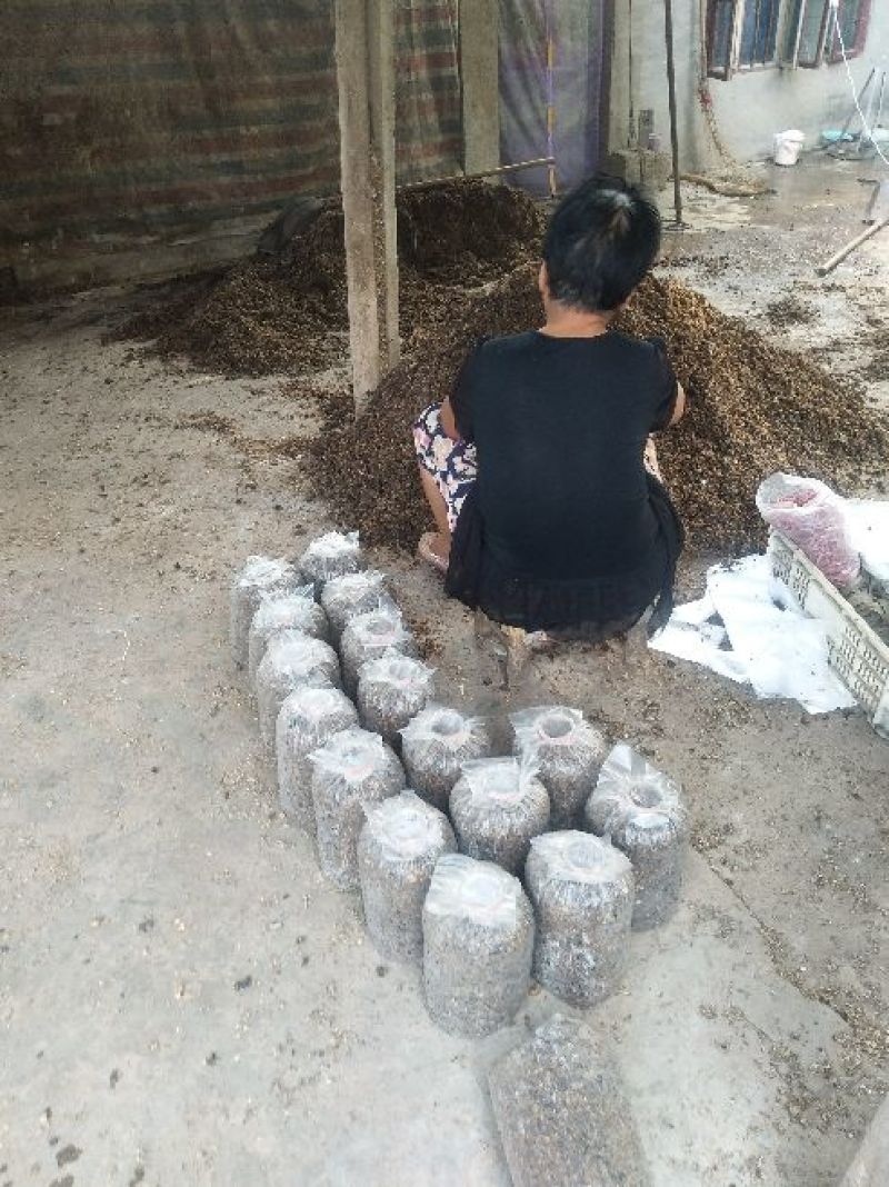 平菇菌棒根据客户需求生产