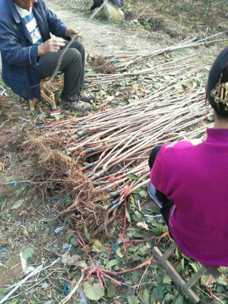 基地直销吉塞拉矮化樱桃苗，美早，品种纯正