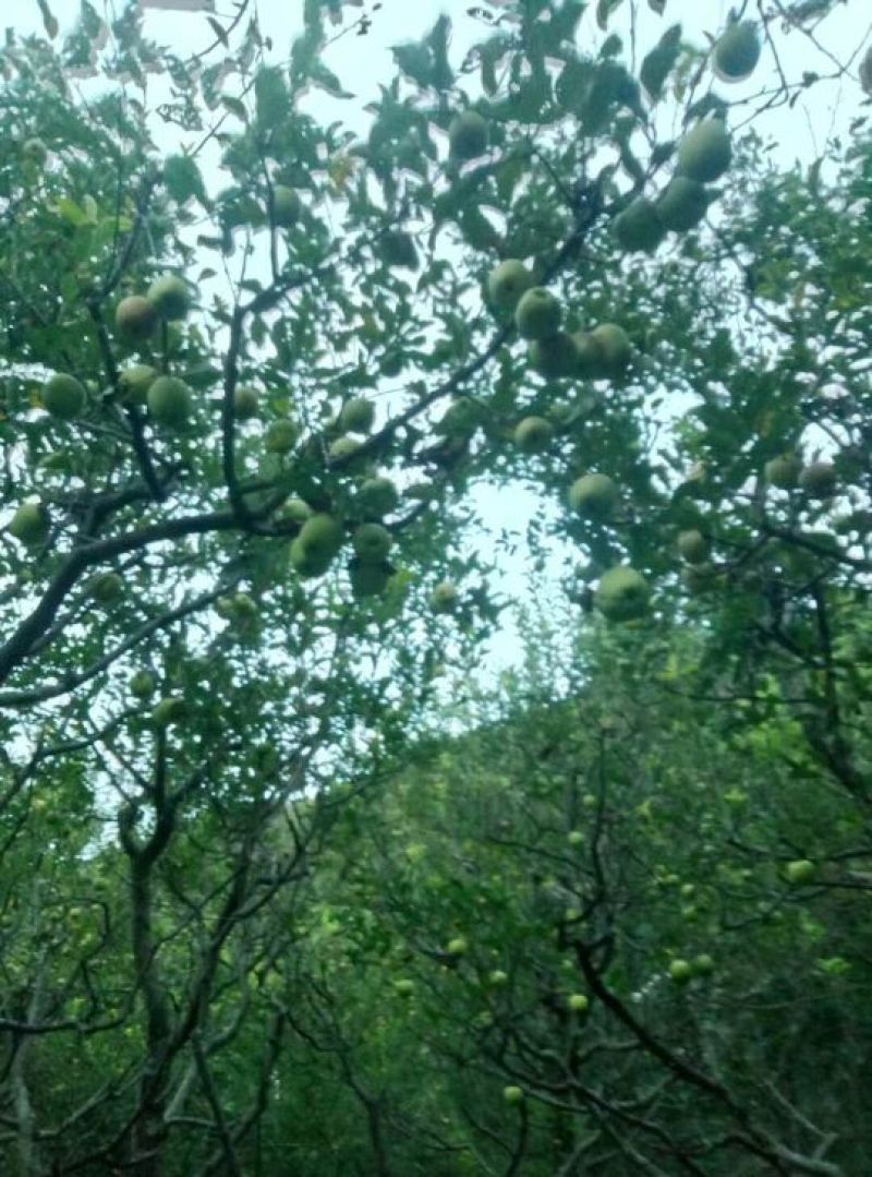 金川青苹果
