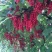 五味子苗