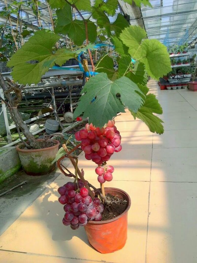 盆栽葡萄