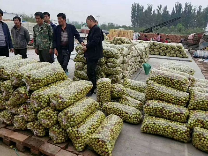 山东晚熟鲜冬枣产地批发手摘精选现场看货对接电商平台