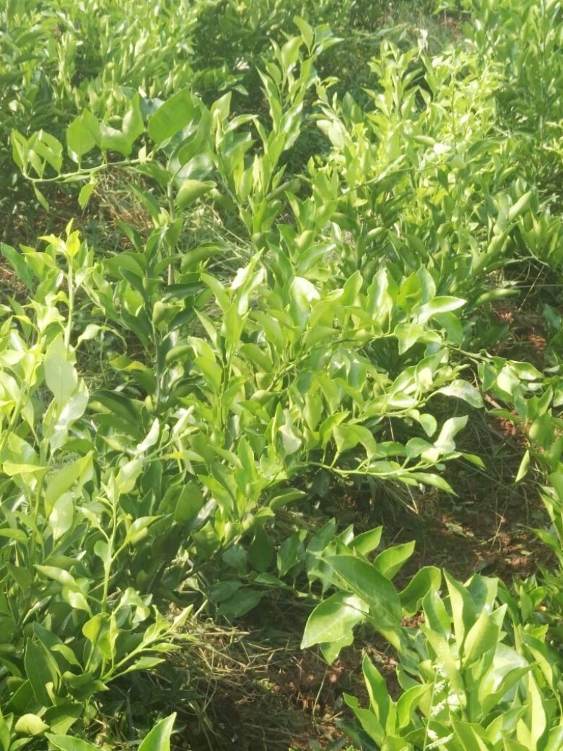 爱媛，耙耙柑苗，香橙粘木，地苗
