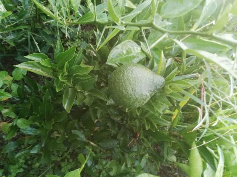 爱媛，耙耙柑苗，香橙粘木，地苗