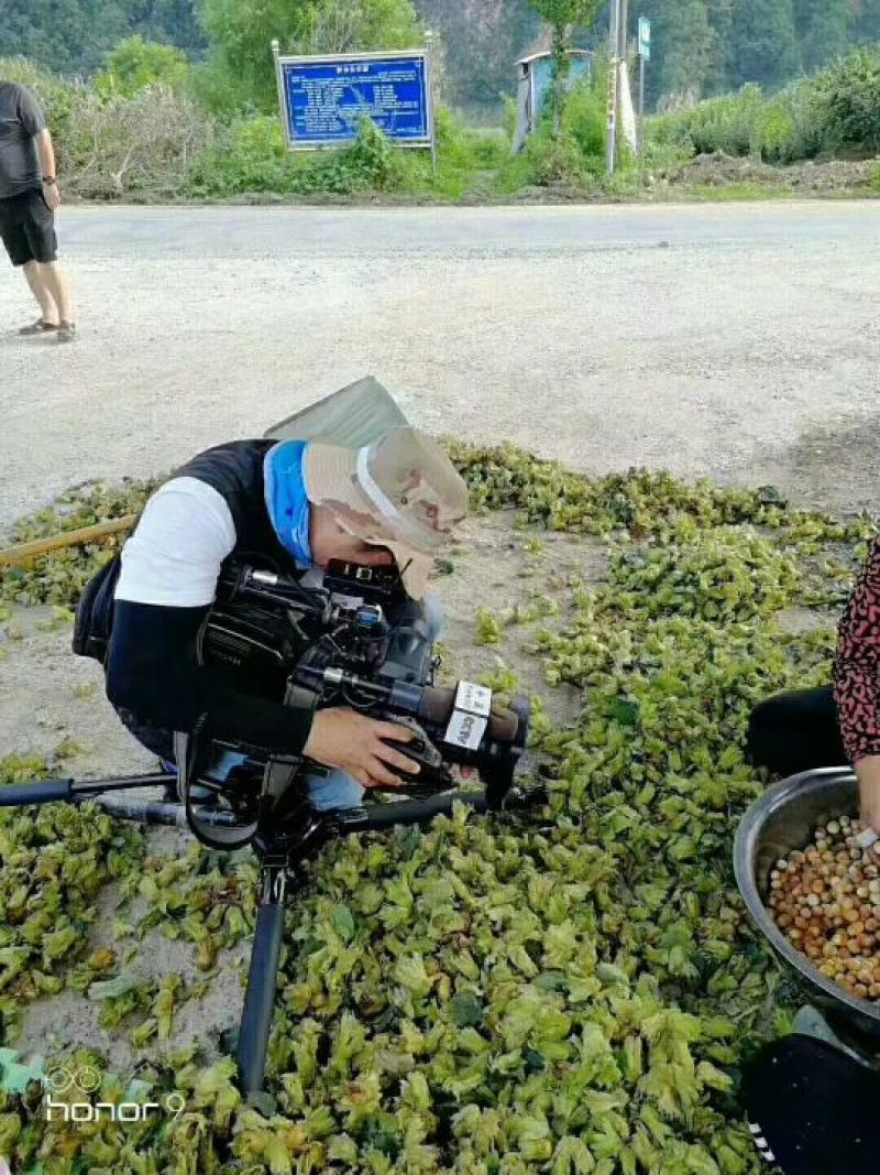 正宗桓仁大榛子基地老黑山平欧大榛子！！