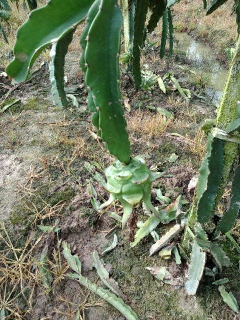 火龙果