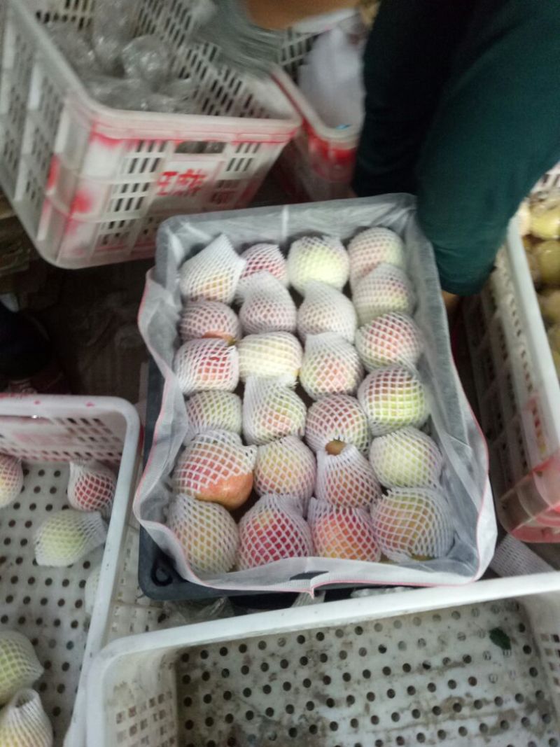 嘎啦，美八，富士苹果山东冠县四季水果基地，专业代办孙洪双